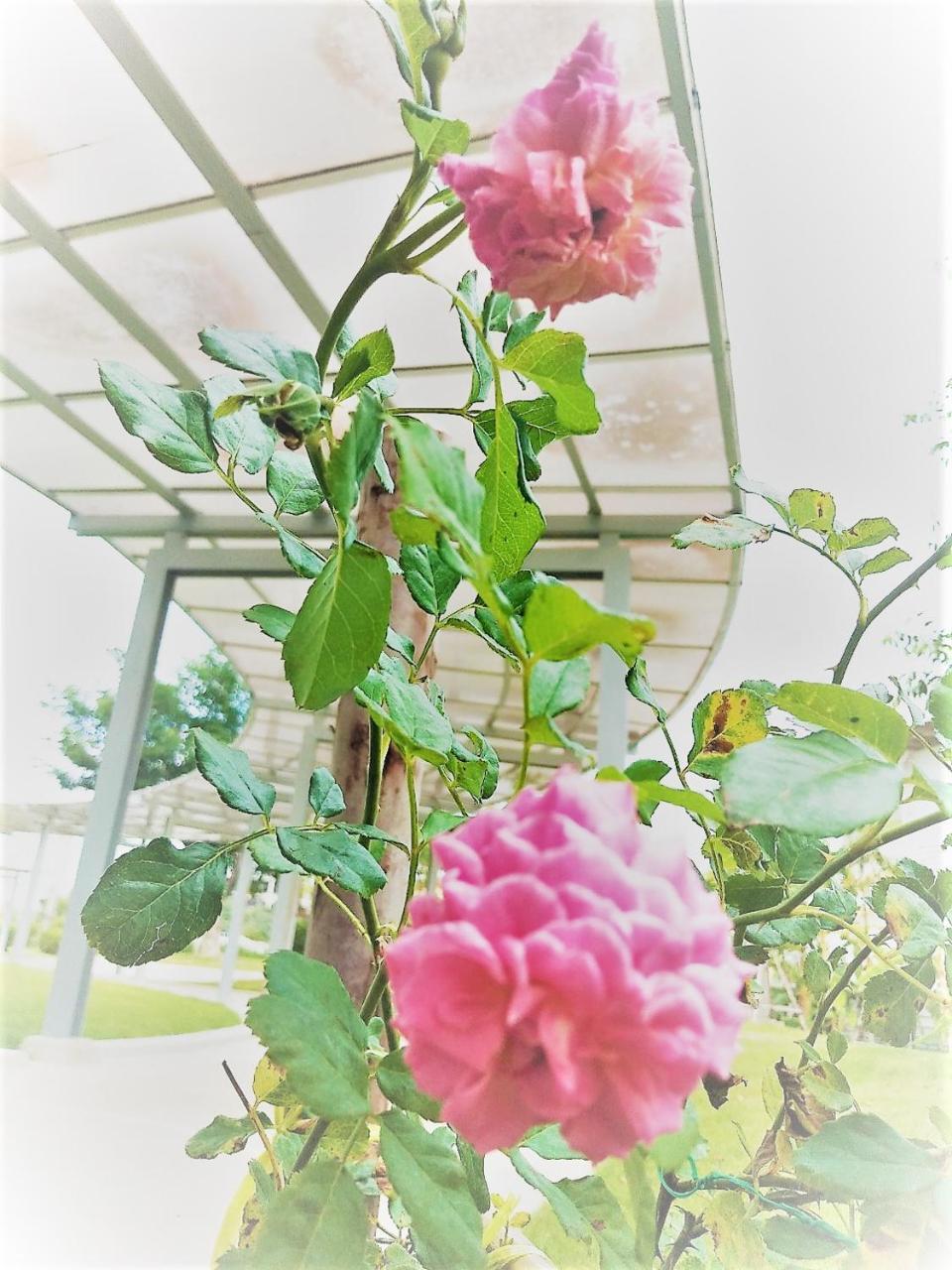 Ban Dao Ruang  The White Garden Premier Saraburi酒店 外观 照片